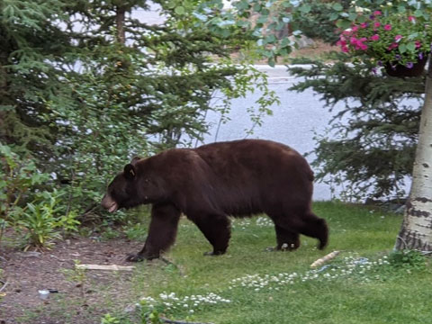 bear in the yard