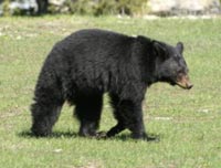 Black bear sightings are common throughout the summer