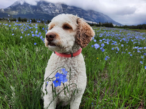 Daphne the labradoodle