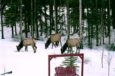 Winter Guests at Off our Rockies bed and breakfast