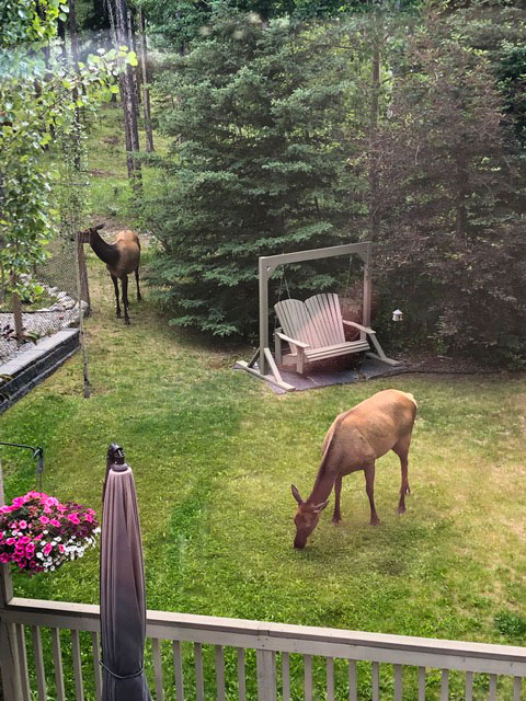 elk in the backyard