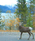 Mountain sheep by Lake Minnewanka near Canmore