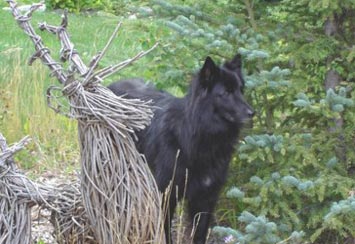 Jaxson our shy Belgian shepherd who lives at our B&B in Canmore